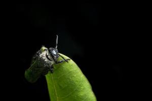 insecto en la hoja foto