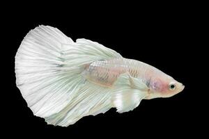 Betta splendens on black background photo