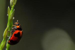Ladybug on the grass photo