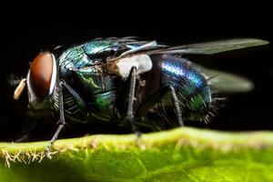 primer plano, de, mosca, en, un, hoja foto