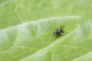 araña en una hoja verde foto