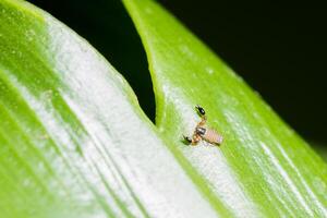 Scorpion on a leaf photo