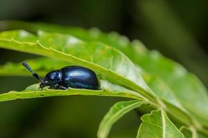 escarabajo azul en una hoja foto