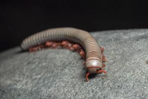 Gray millipede on a rock photo