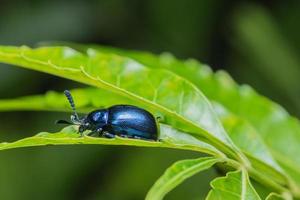 escarabajo azul en una hoja foto