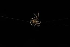 Spider in the spider web photo
