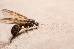 Ant with wings on brown background photo