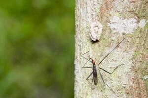 hemiptera en un árbol foto