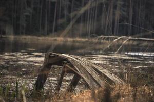 Old footbridge in a lake photo