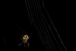 Spider in a spider web photo