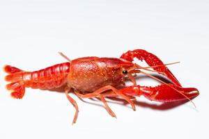 Crayfish on white background photo