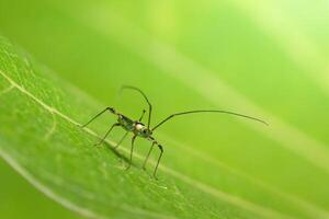 Insect on a leaf photo