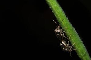 Black assassin bugs on a leaf photo