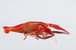 Crayfish on white background photo
