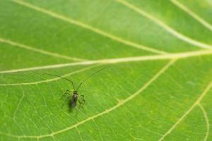 Insect on a leaf photo