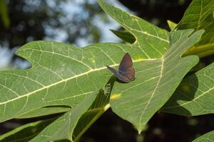 Butterfly on a leaf photo