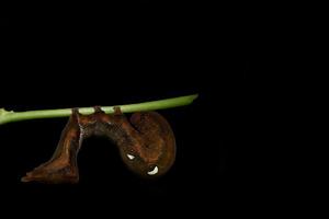 oruga marrón en una planta foto