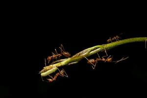 Red ants on a leaf photo