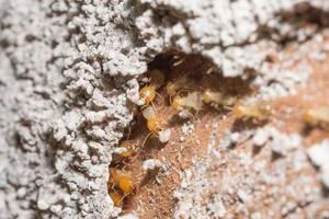 termitas en un tronco foto