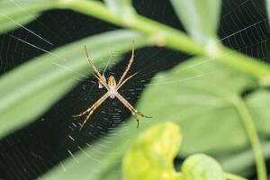 Spider in the spider web photo