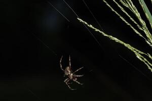 Spider in the spider web photo