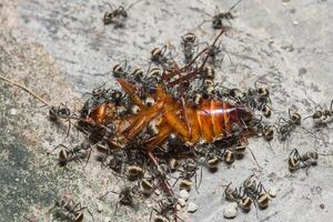 hormigas comiendo una cucaracha foto