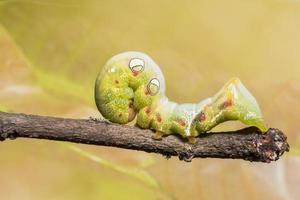 Worm on a branch photo