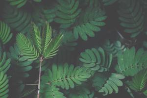Background pattern of green leaves photo