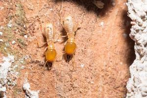 Termites on a log photo
