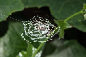 Spider in the spider web photo