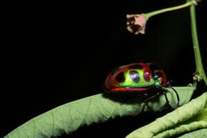 mariquita en una hoja foto