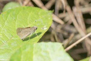 Butterfly on a leaf photo