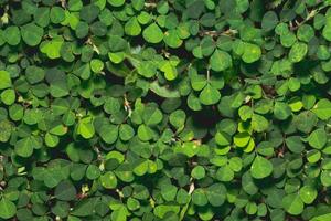 Pattern of green leaves photo