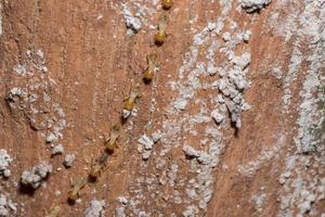 termitas en un tronco foto