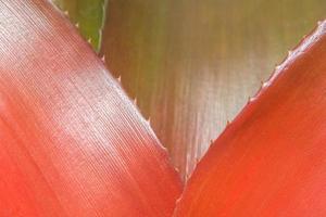 Bromeliad leaves close-up photo