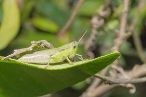Grasshopper on a leaf photo