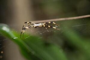 Spider in the spider web photo