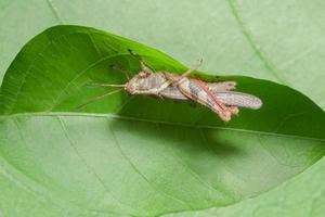 Locust on a leaf photo