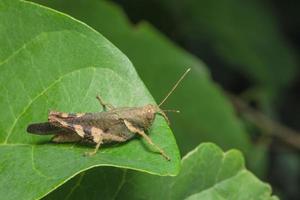 Locust on a leaf photo