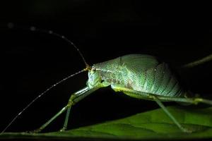 Grasshopper on a leaf photo