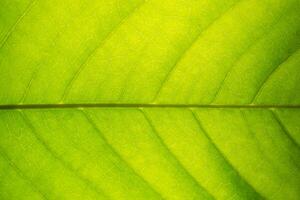 Leaf pattern background photo