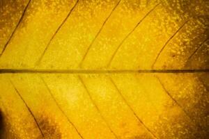 Leaf pattern background photo