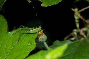 Grasshopper on a leaf photo