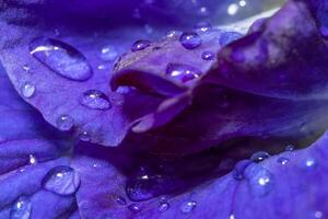 gotas de agua sobre la flor de anchan foto