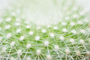 Green cactus close-up photo