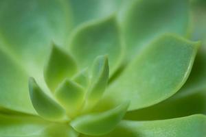 Green cactus close-up photo