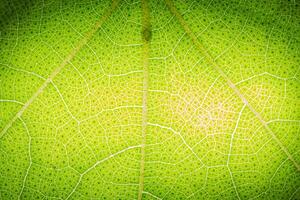 Leaf pattern background photo