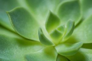 Green cactus close-up photo