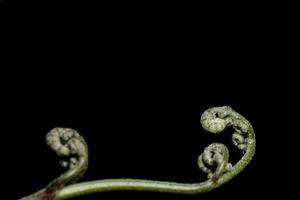 Fern leaves on black background photo