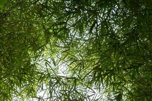 Bamboo trees and leaves photo